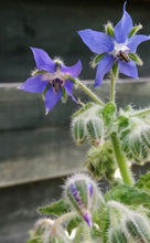 Load image into Gallery viewer, Borage flower